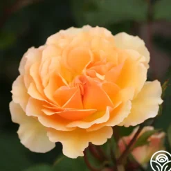 Royal Amber™