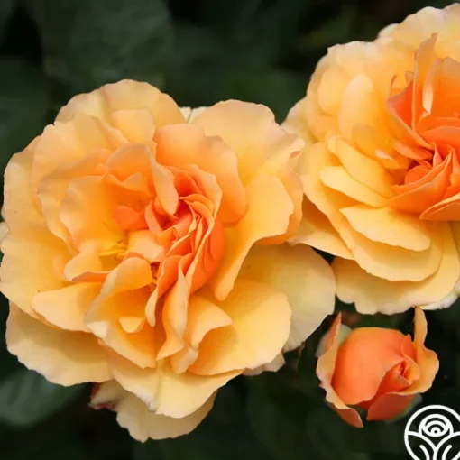 Royal Amber™
