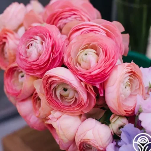 Tecolote Pink