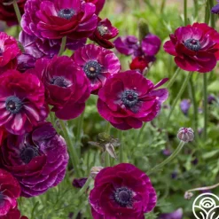 Tecolote Purple