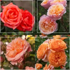 50th Anniversary Clements Collection