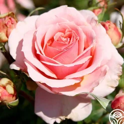 Tournament of Roses