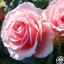 Tournament of Roses