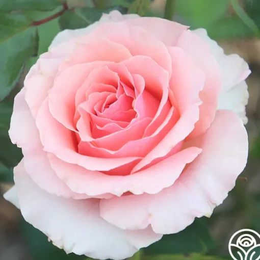Tournament of Roses