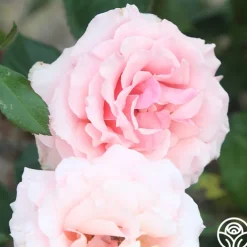 Tournament of Roses