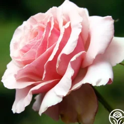 Tournament of Roses