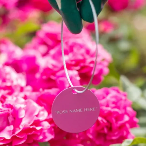 White Dawn® Tag