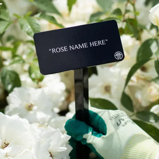 White Meidiland® Stake