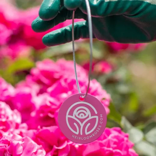 World War II Memorial Rose™ Tag