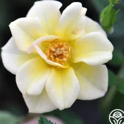 Yellow Fairy®